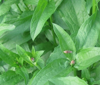 Eucosma cfr. cana (Tortricidae)